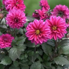 5056771000645 1 Dahlia Dalaya Sanya.jpg